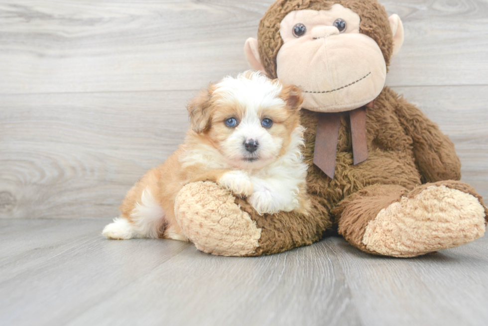 Sweet Mini Aussiedoodle Baby