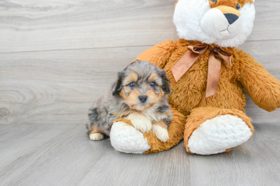 Smart Mini Aussiedoodle Poodle Mix Pup