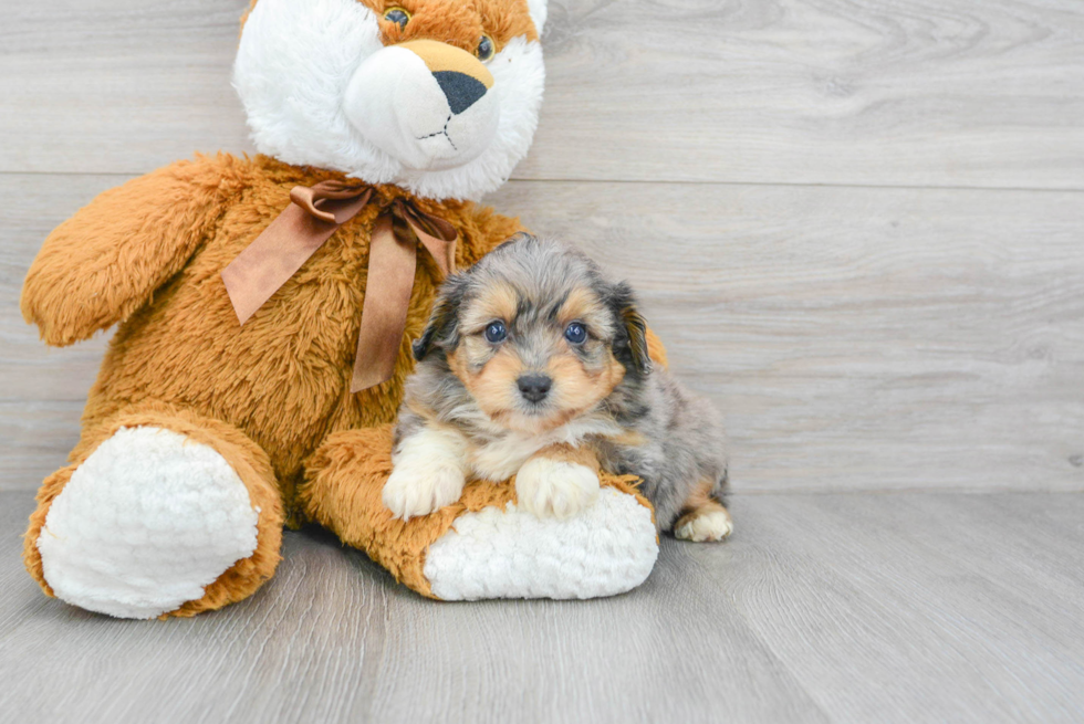 Mini Aussiedoodle Pup Being Cute