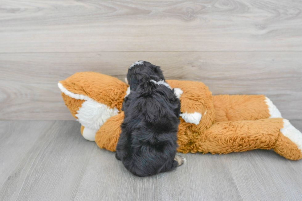 Best Mini Aussiedoodle Baby