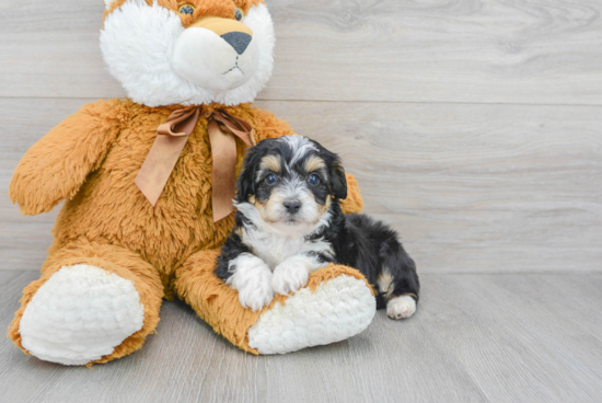 Little Aussiepoo Poodle Mix Puppy