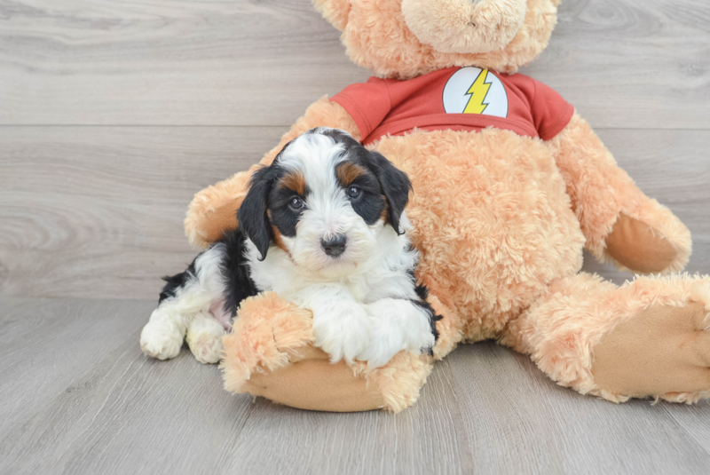 Meet Nox - our Mini Aussiedoodle Puppy Photo 1/3 - Premier Pups