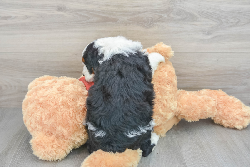 Meet Nox - our Mini Aussiedoodle Puppy Photo 2/3 - Premier Pups