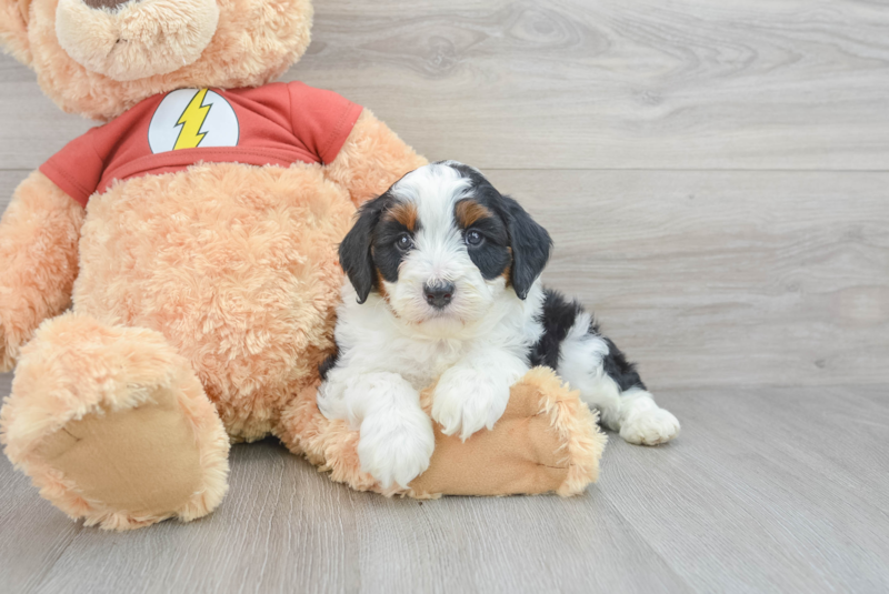 Meet Nox - our Mini Aussiedoodle Puppy Photo 3/3 - Premier Pups