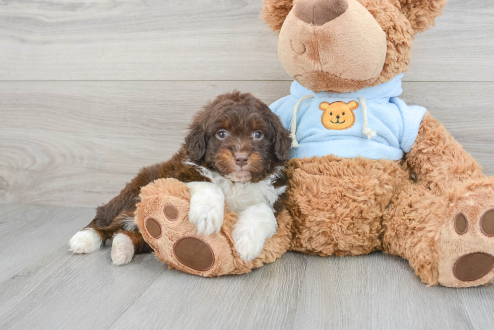 Petite Mini Aussiedoodle Poodle Mix Pup