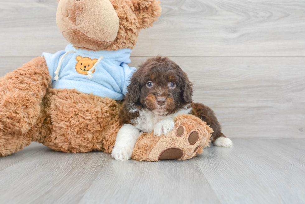 Small Mini Aussiedoodle Baby