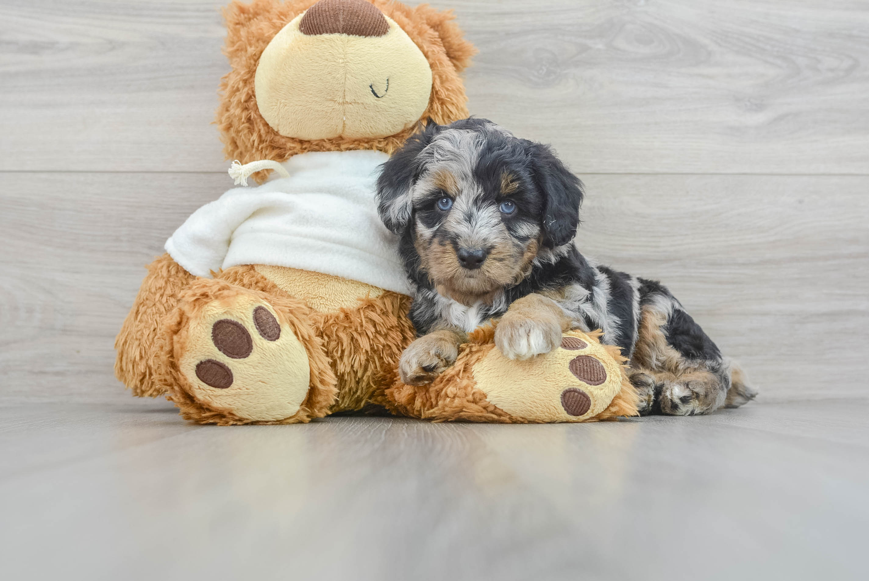 Mini Aussiedoodle Pup Being Cute