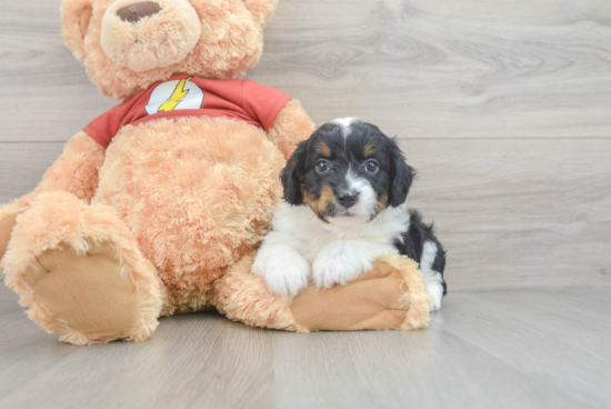 Funny Mini Aussiedoodle Poodle Mix Pup