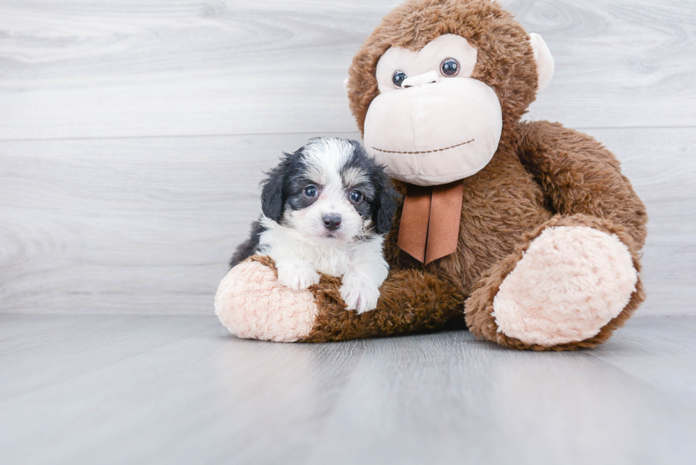 Mini Aussiedoodle Puppy for Adoption