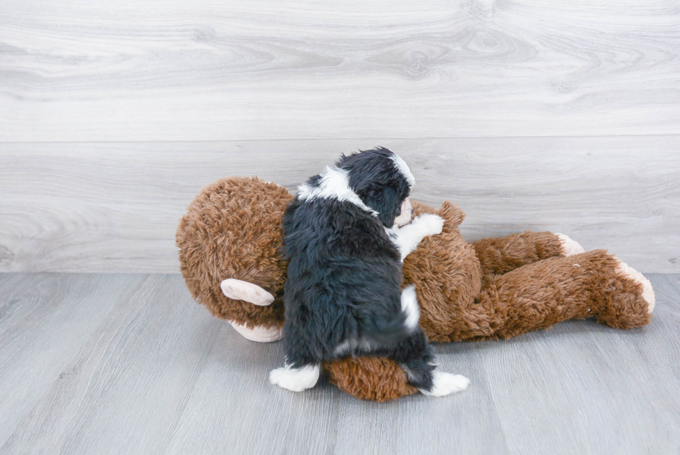 Little Aussiepoo Poodle Mix Puppy