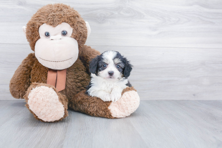 Mini Aussiedoodle Pup Being Cute