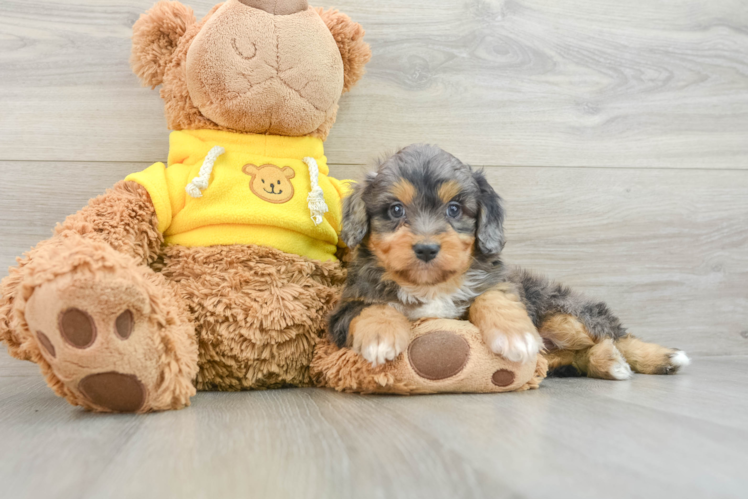 Mini Aussiedoodle Puppy for Adoption