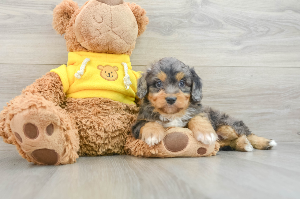 6 week old Mini Aussiedoodle Puppy For Sale - Premier Pups