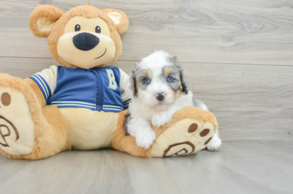 5 week old Mini Aussiedoodle Puppy For Sale - Premier Pups