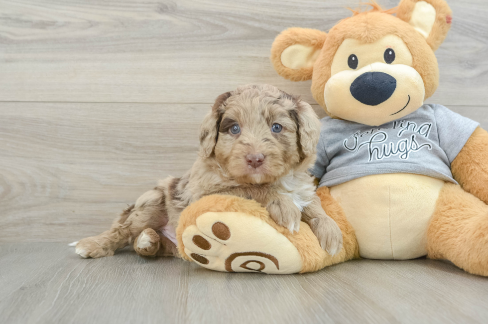 5 week old Mini Aussiedoodle Puppy For Sale - Premier Pups