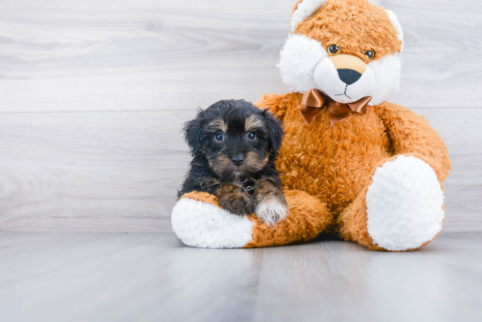 Mini Aussiedoodle Puppy for Adoption