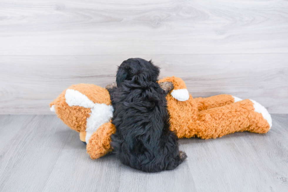 Hypoallergenic Aussiepoo Poodle Mix Puppy