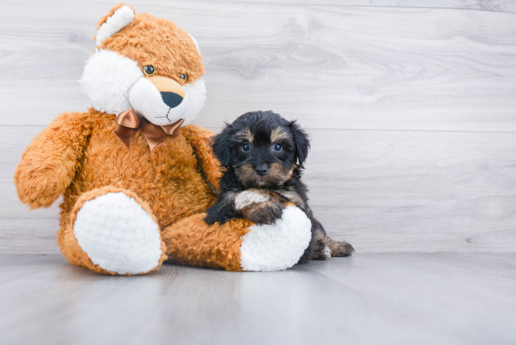 Energetic Aussiepoo Poodle Mix Puppy