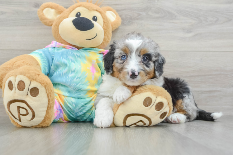 Fluffy Mini Aussiedoodle Poodle Mix Pup