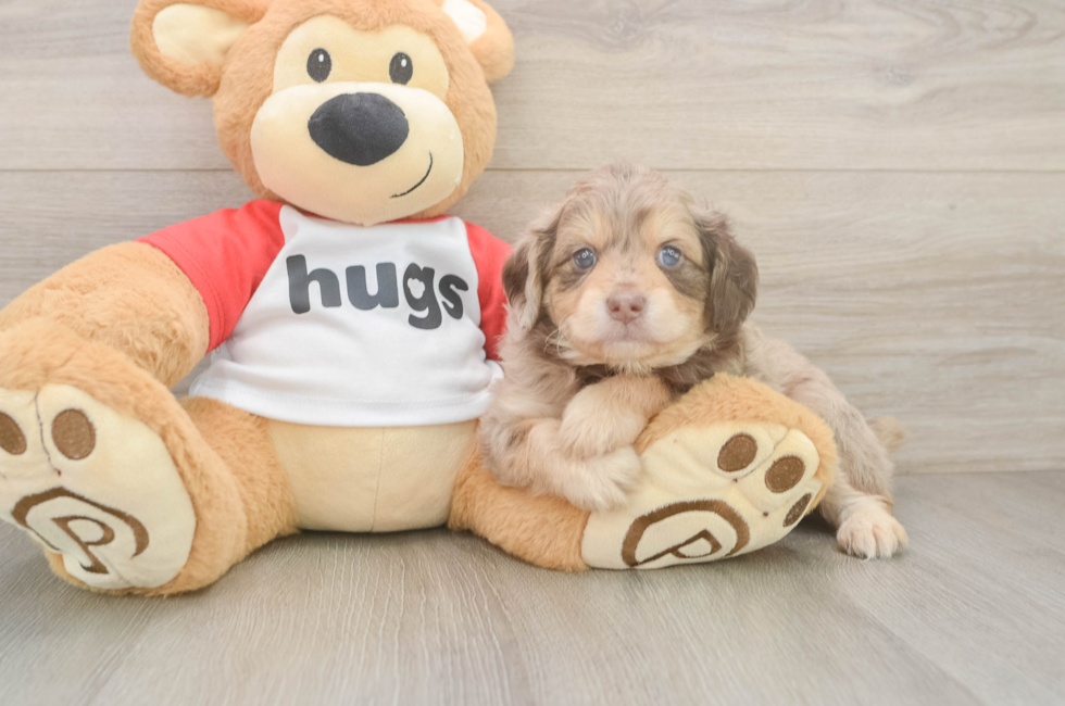 5 week old Mini Aussiedoodle Puppy For Sale - Premier Pups