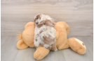 Mini Aussiedoodle Puppy for Adoption