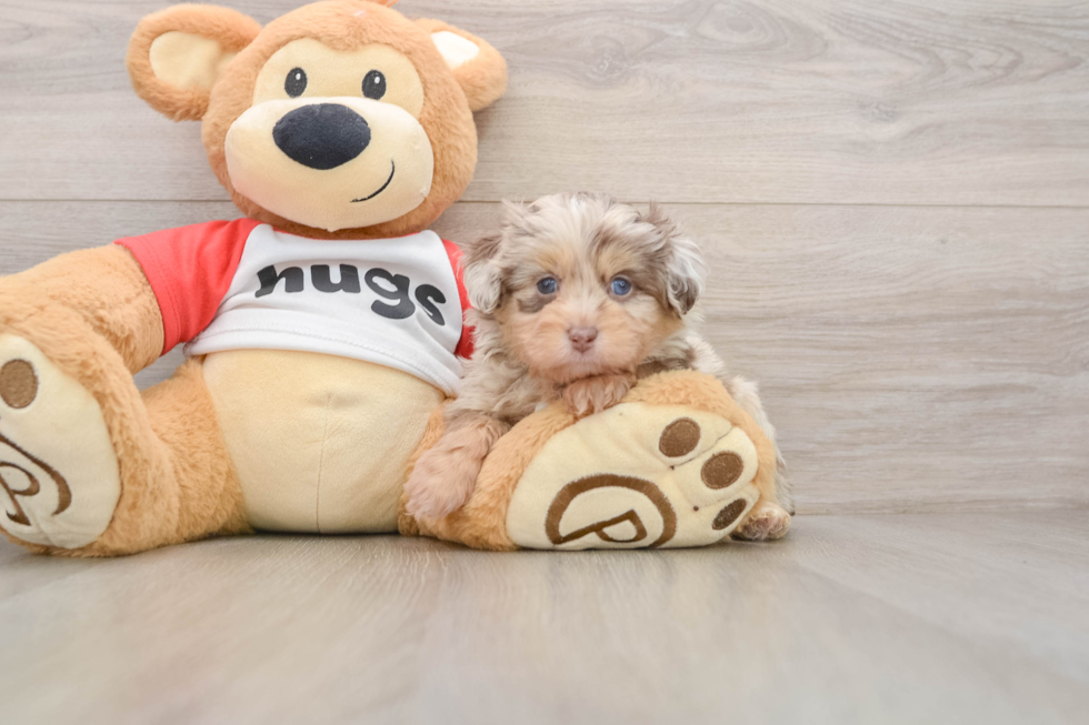 Cute Mini Aussiedoodle Baby