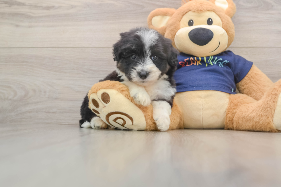 Best Mini Aussiedoodle Baby