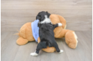 Fluffy Mini Aussiedoodle Poodle Mix Pup