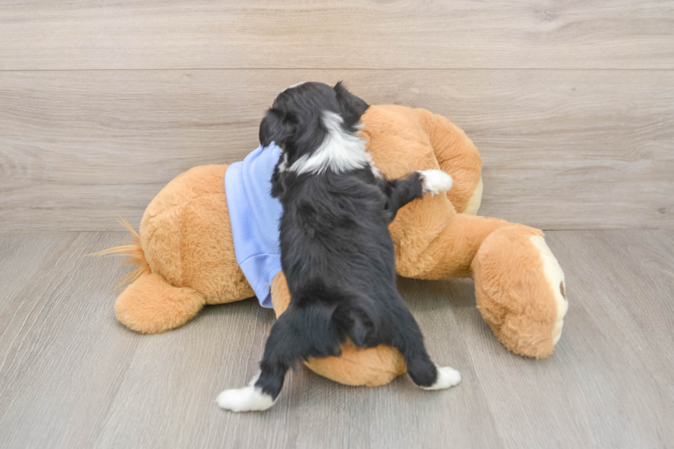 Fluffy Mini Aussiedoodle Poodle Mix Pup