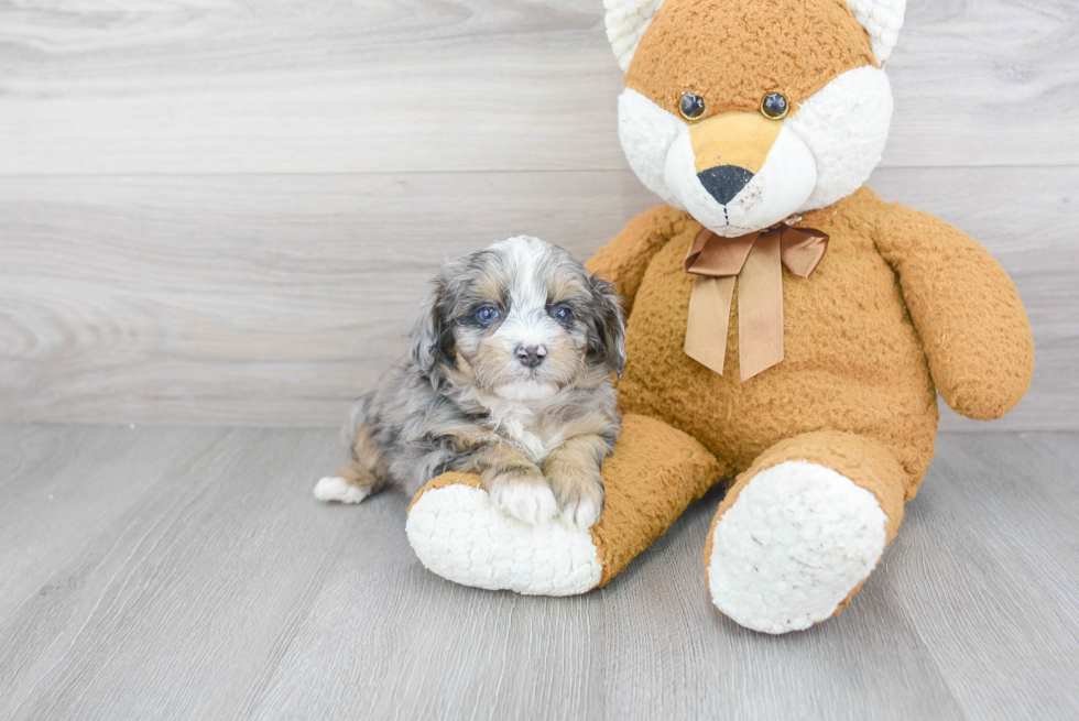 Mini Aussiedoodle Puppy for Adoption