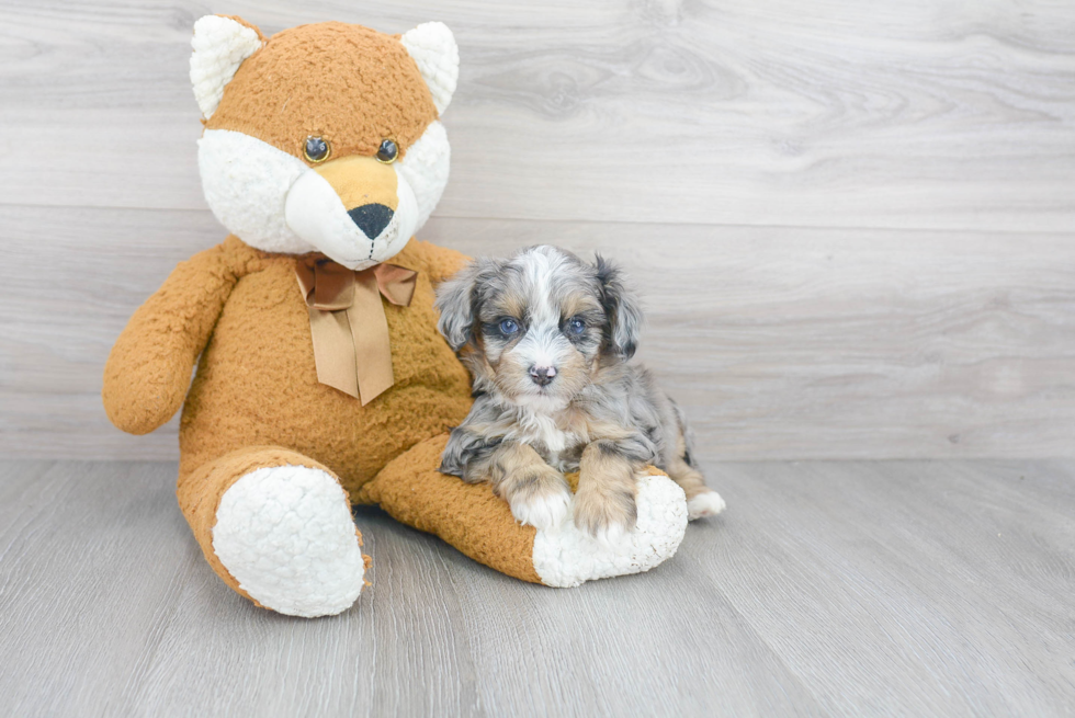 Best Mini Aussiedoodle Baby