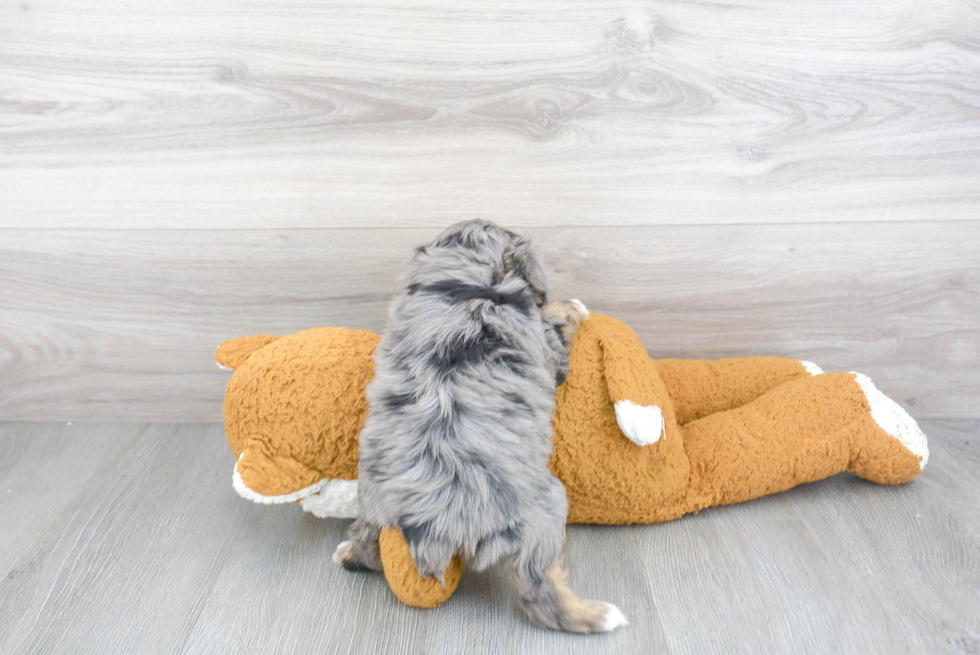 Funny Mini Aussiedoodle Poodle Mix Pup