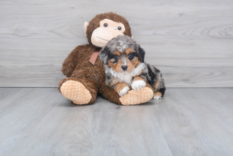 Fluffy Mini Aussiedoodle Poodle Mix Pup