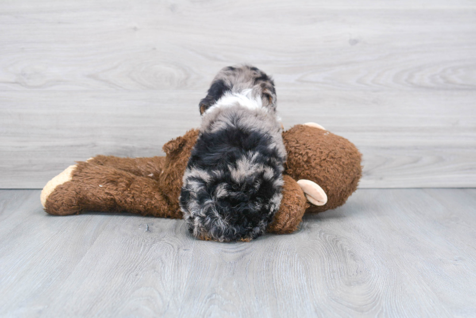 Best Mini Aussiedoodle Baby