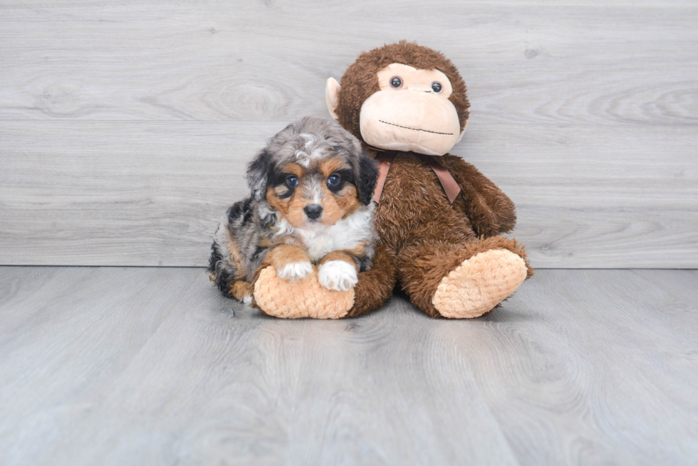 Mini Aussiedoodle Puppy for Adoption