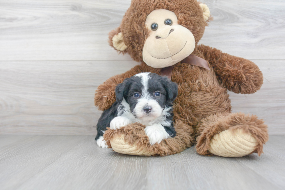 Mini Aussiedoodle Pup Being Cute