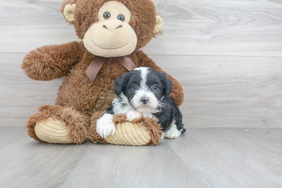 Mini Aussiedoodle Puppy for Adoption