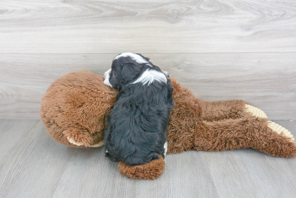 Mini Aussiedoodle Puppy for Adoption