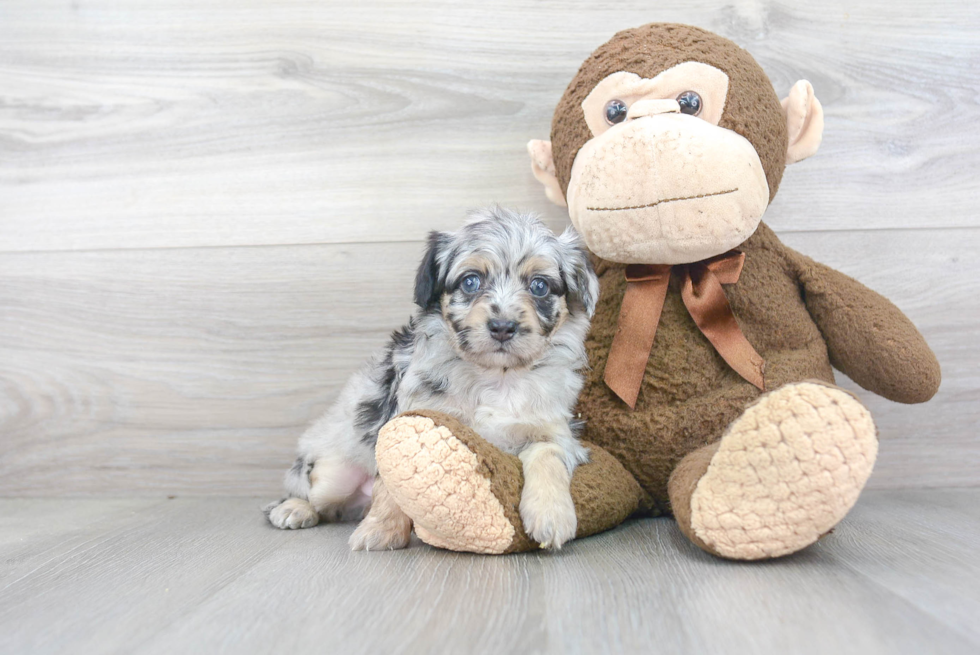 Sweet Mini Aussiedoodle Baby