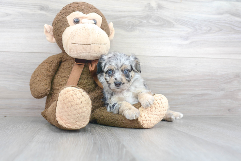 Mini Aussiedoodle Pup Being Cute