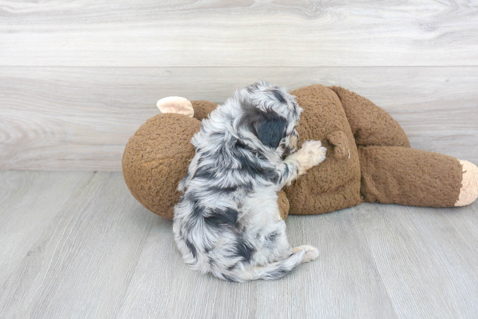 Mini Aussiedoodle Pup Being Cute