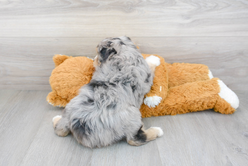 Mini Aussiedoodle Puppy for Adoption