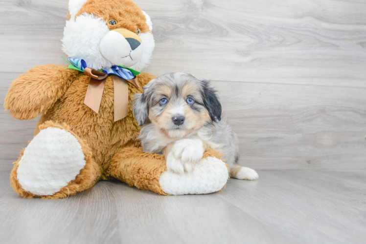 Small Mini Aussiedoodle Baby