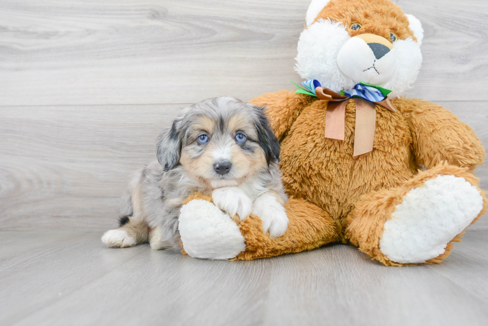 Mini Aussiedoodle Puppy for Adoption