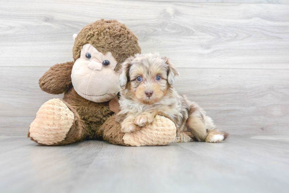 Hypoallergenic Aussiepoo Poodle Mix Puppy