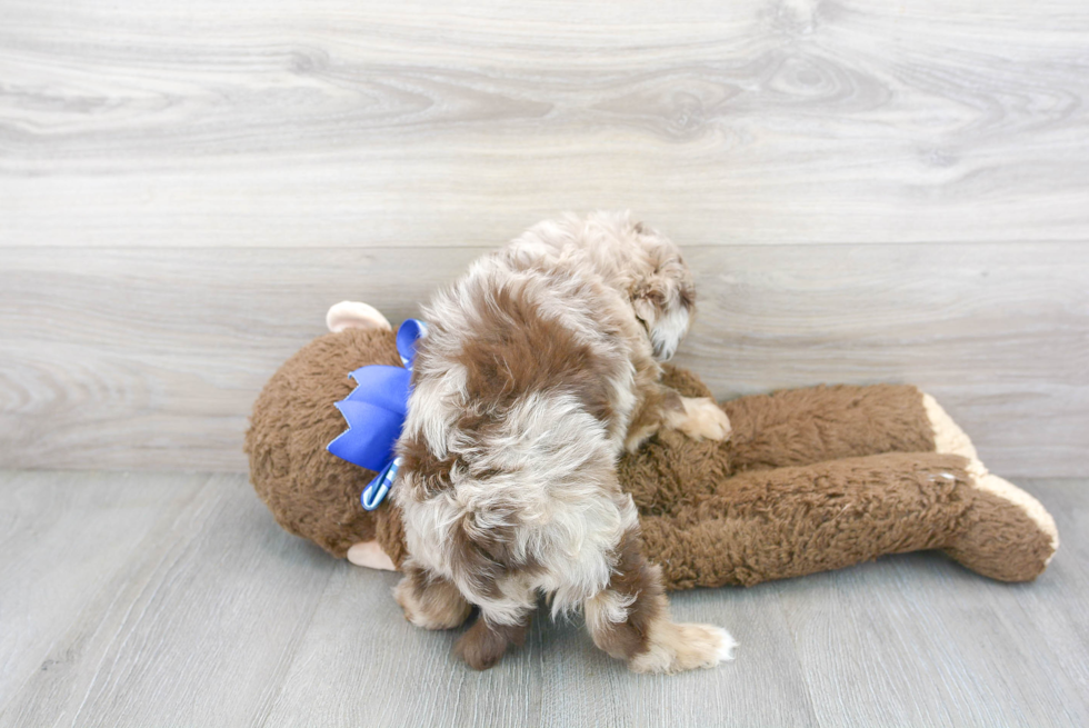 Little Aussiepoo Poodle Mix Puppy