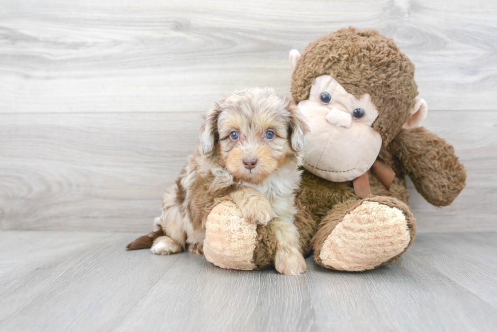 Best Mini Aussiedoodle Baby