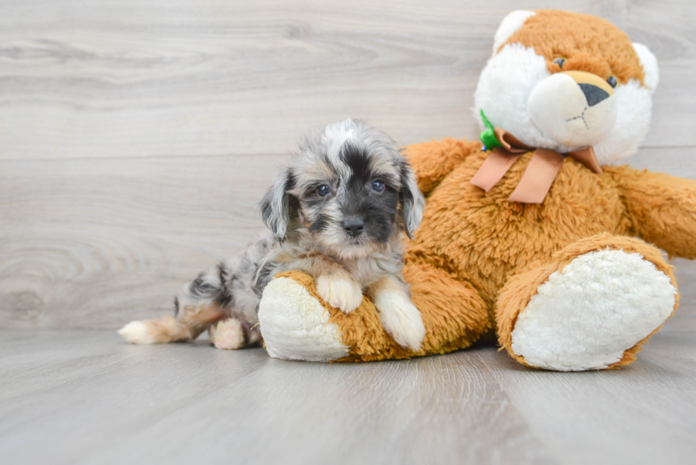 Smart Mini Aussiedoodle Poodle Mix Pup