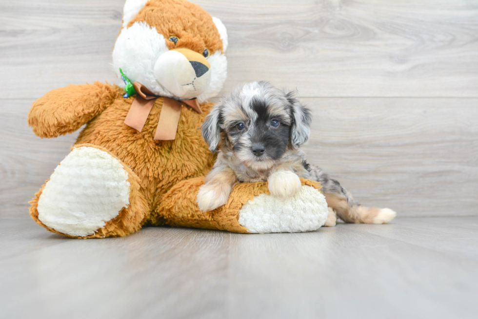 Happy Mini Aussiedoodle Baby