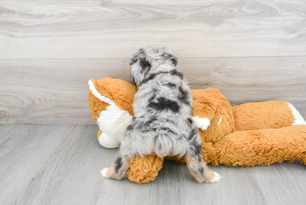 Mini Aussiedoodle Puppy for Adoption